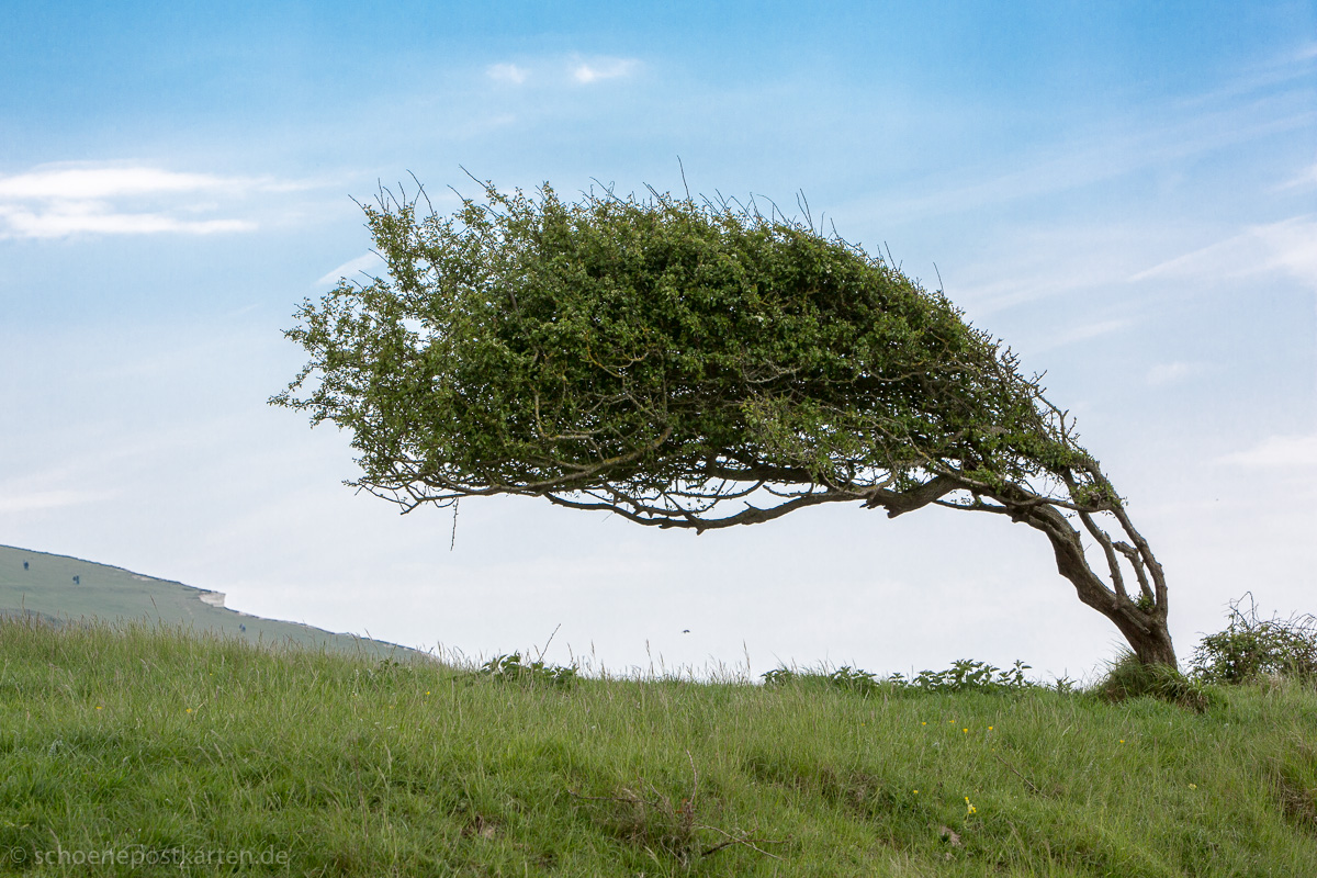 Vom Wind gebeugt, aber standhaft: Baum auf den Klippen der Seven Sisters in Südengland